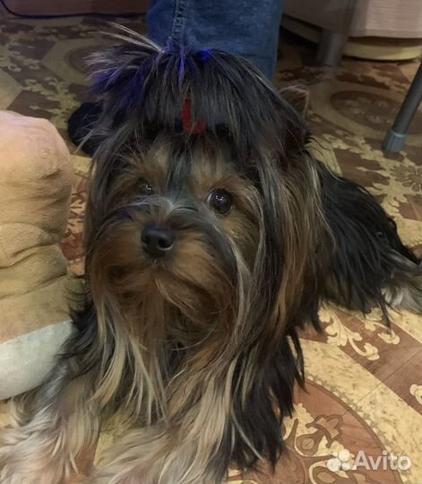 Родились 02.03.2025г щенки йорков(бронируем )