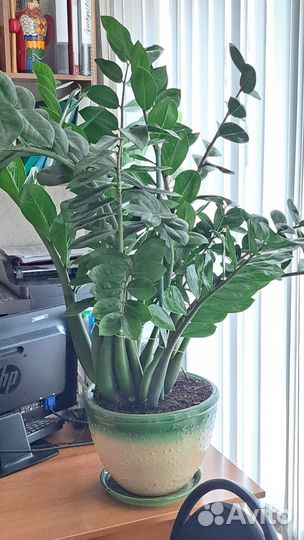 Замиокулькас