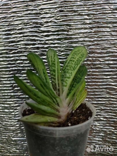 Хавортия, Сансевиерия цилиндрика, Суккуленты