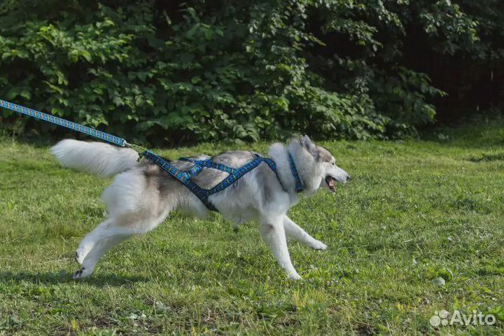 Шлейка ездовая