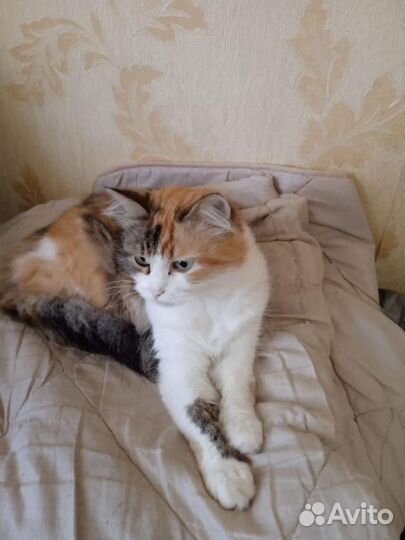 Кошки в добрые руки бесплатно