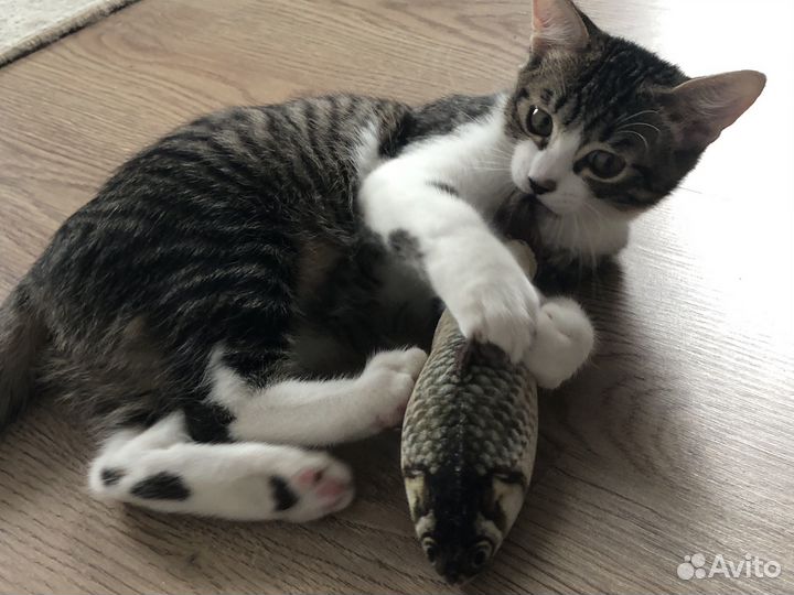 Кошки в добрые руки