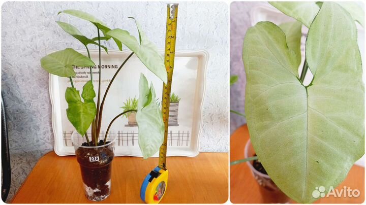 Сингониум, филодендрон, ваниль, рипсалис, эпипремн