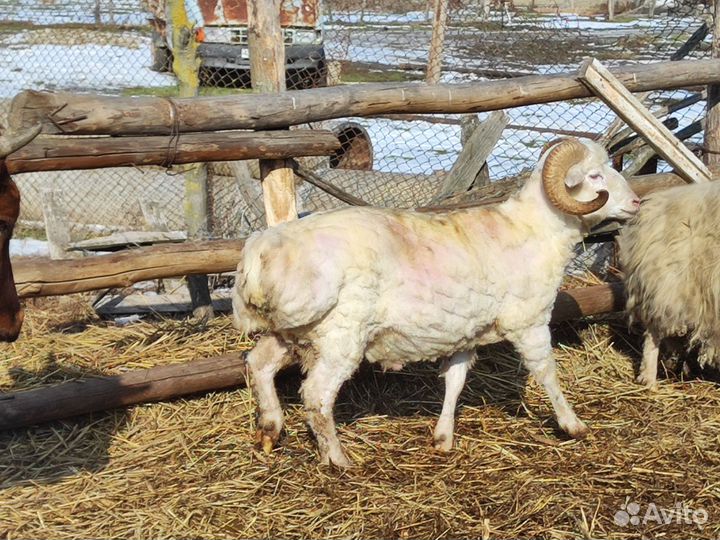 Курдючные бараны