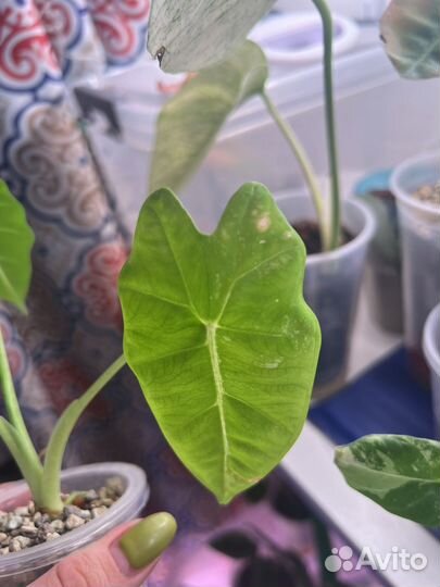 Алоказия фрайдек(мишольца)