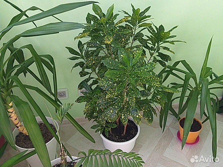 Кротон кодиеум