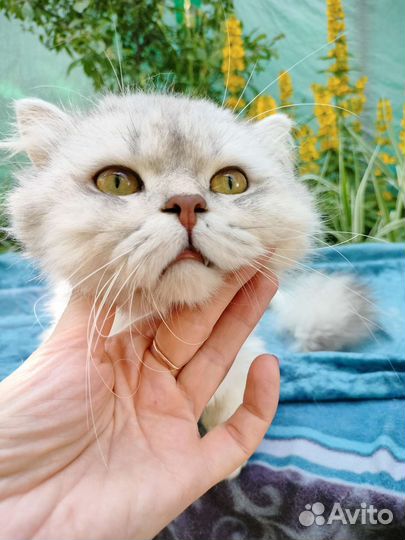 Длинношерстный серебристый кот