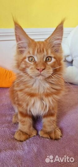 Котята мейн-кун девочка полидакт