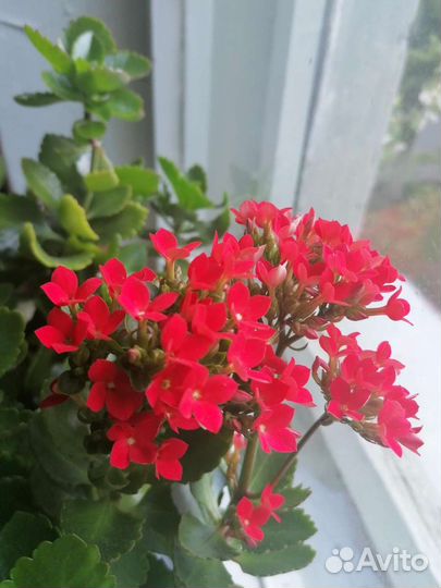 Суккуленты