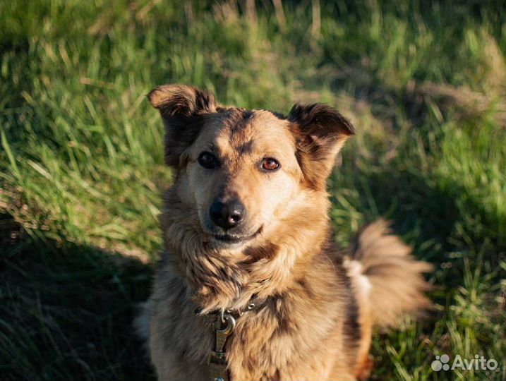 Умная собака ждёт в приюте