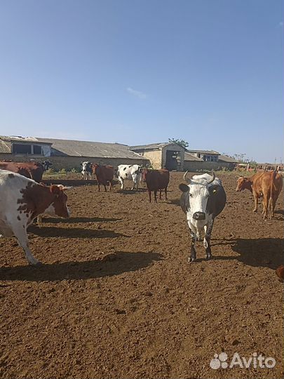 Корова стельная дойная