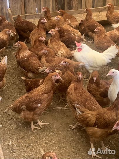 Куры молодки несушки