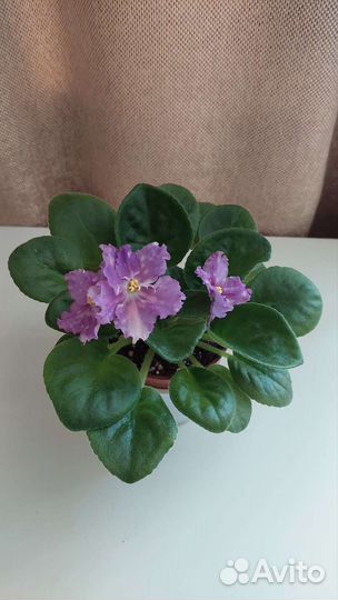 Набор черенков фиалочек и цветущие