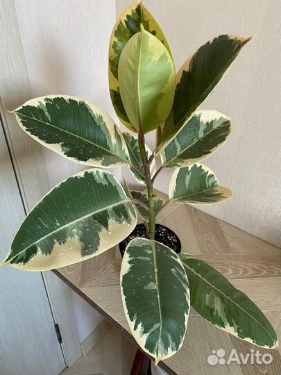 Фикус Эластика Тенеки