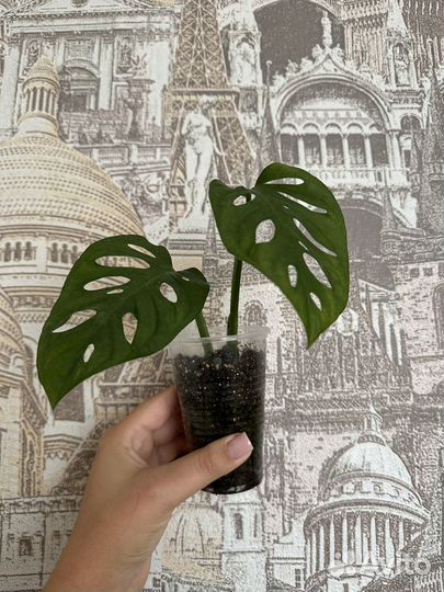 Синадениум, алоэ, монстера и др