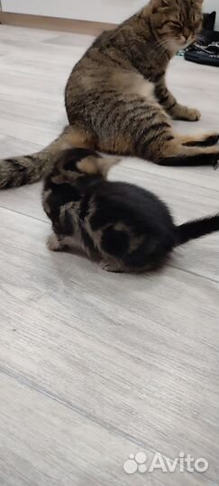 Отдам котят в добрые руки