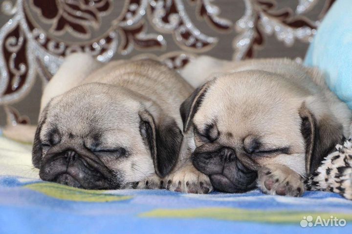 Щенки Мопс