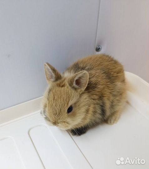 Карликовые крольчата,ручные,малыши