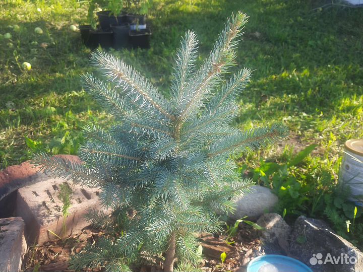 Ель голубая глаука