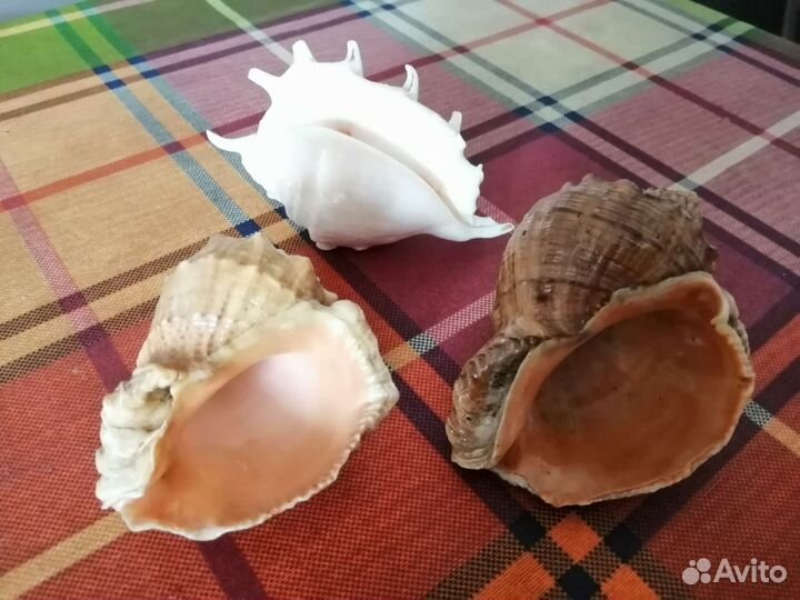 Морские ракушки