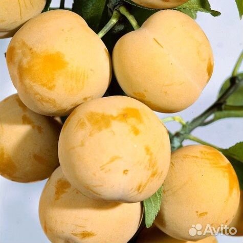 Слива Медовая белая