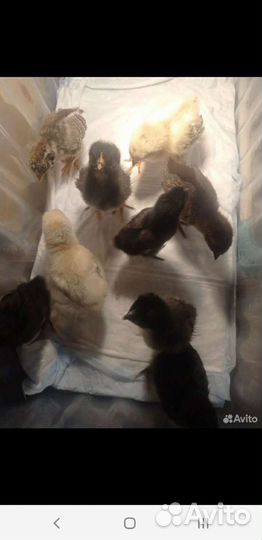 Индюшата, цыплята