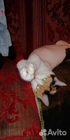 Кошечка в добрые руки