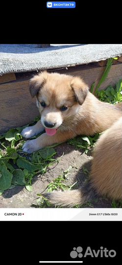 Щенки в добрые руки