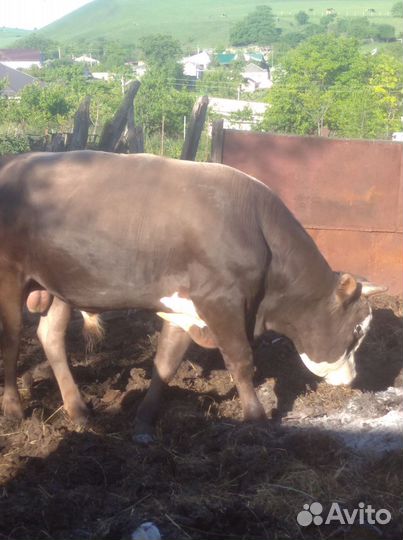Бык коровы