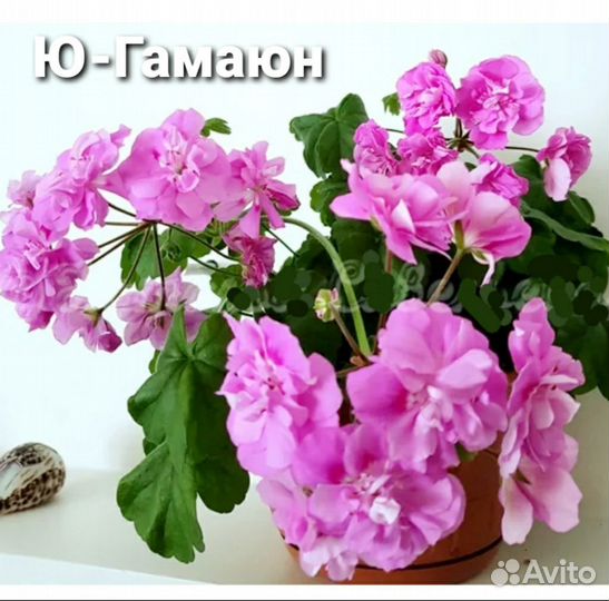 Сортовые пеларгонии герань