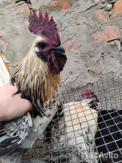 Молодые петухи