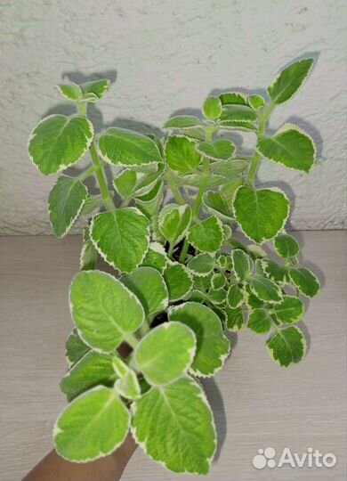 Комнатная мята