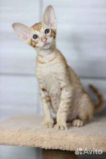 Ориентальный котёнок