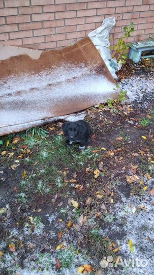 Русский спаниель, щенок