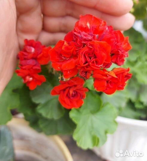 Комнатные растения