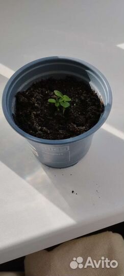 Апельсиновое дерево