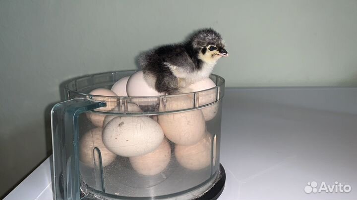 Инкубационное яйцо