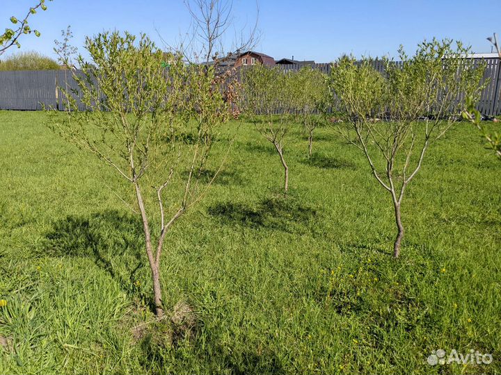 Ива шаровидная дерево крупномер, не питомник