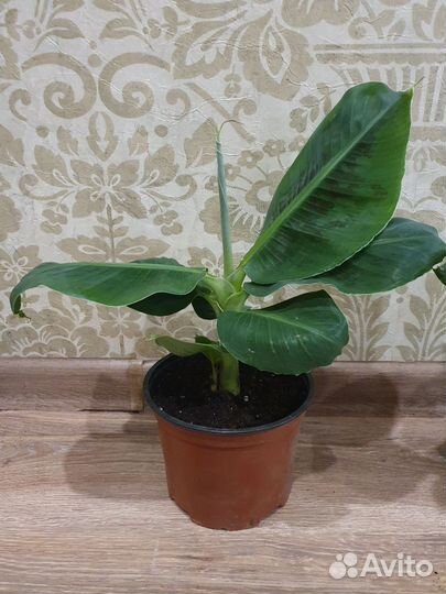 Банан комнатный Кавендиш