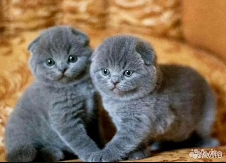 Шотландская