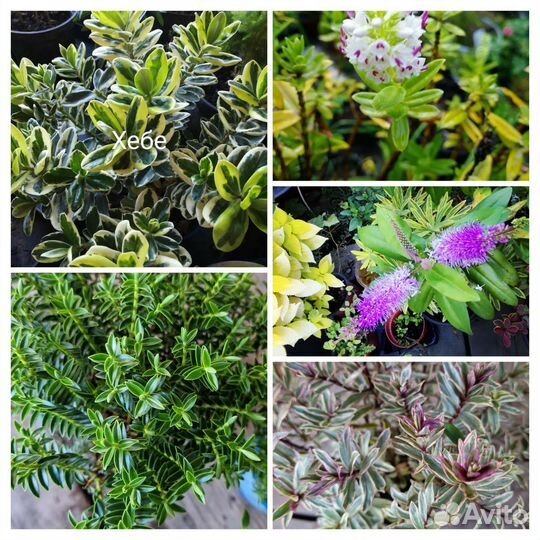 Хебе несколько сортов