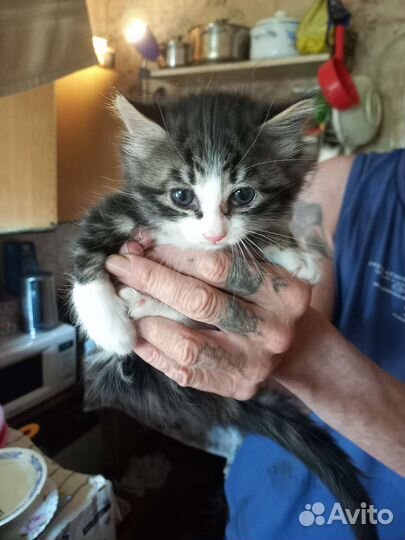 Кошки в добрые руки бесплатно