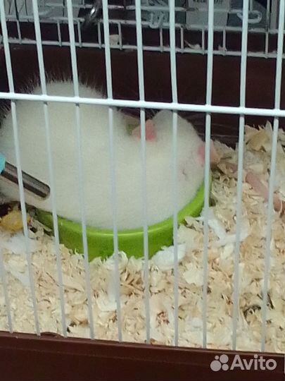 Крыса дамбо мальчик