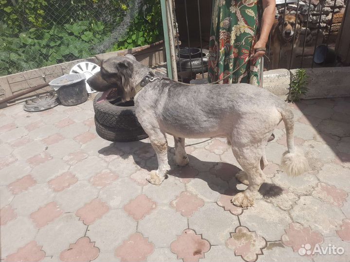 Стрижка собак груминг