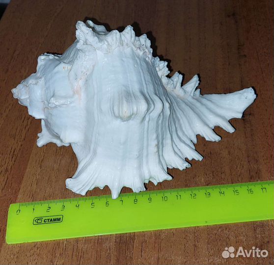 Ракушки раковины