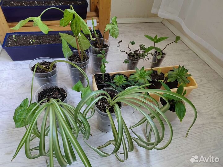 Комнатные цветы