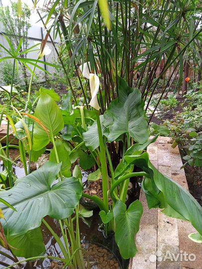 Растения для водоёма