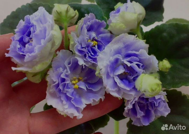 Сортовые фиалки