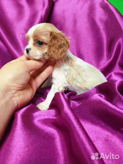 Кавалеры королевских кровей