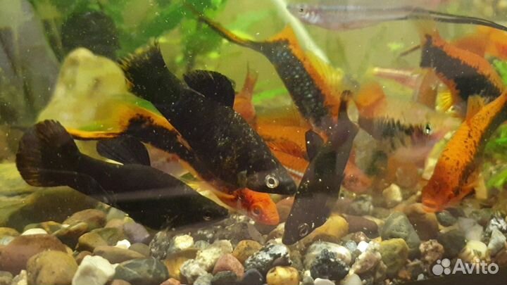 Аквариумные рыбки и растения